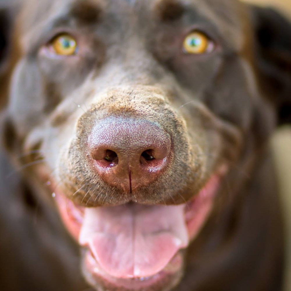 Meet your Posher, Breonna